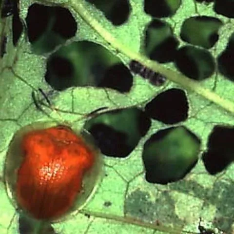 thumbnail for publication: Golden Tortoise Beetle, Charidotella (=Metriona) bicolor (Fabricius) (Insecta: Coleoptera: Chrysomelidae)